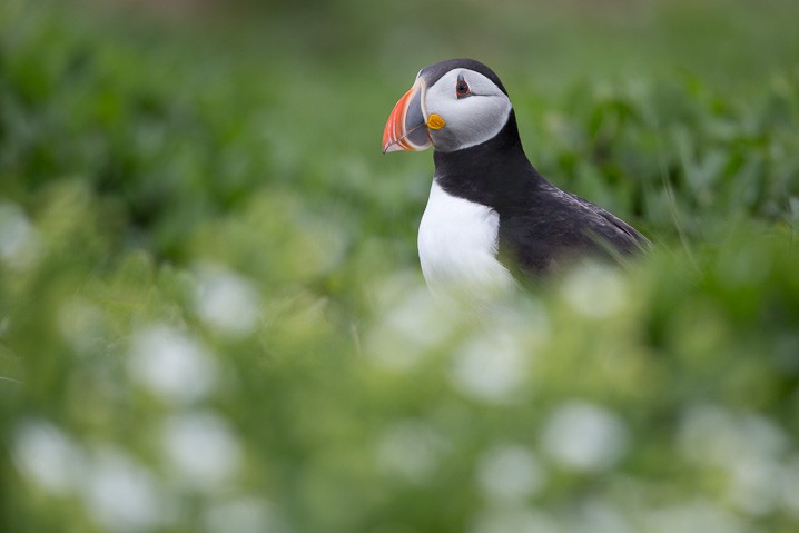 Papageitaucher Fratercula arctica Atlantic Puffin